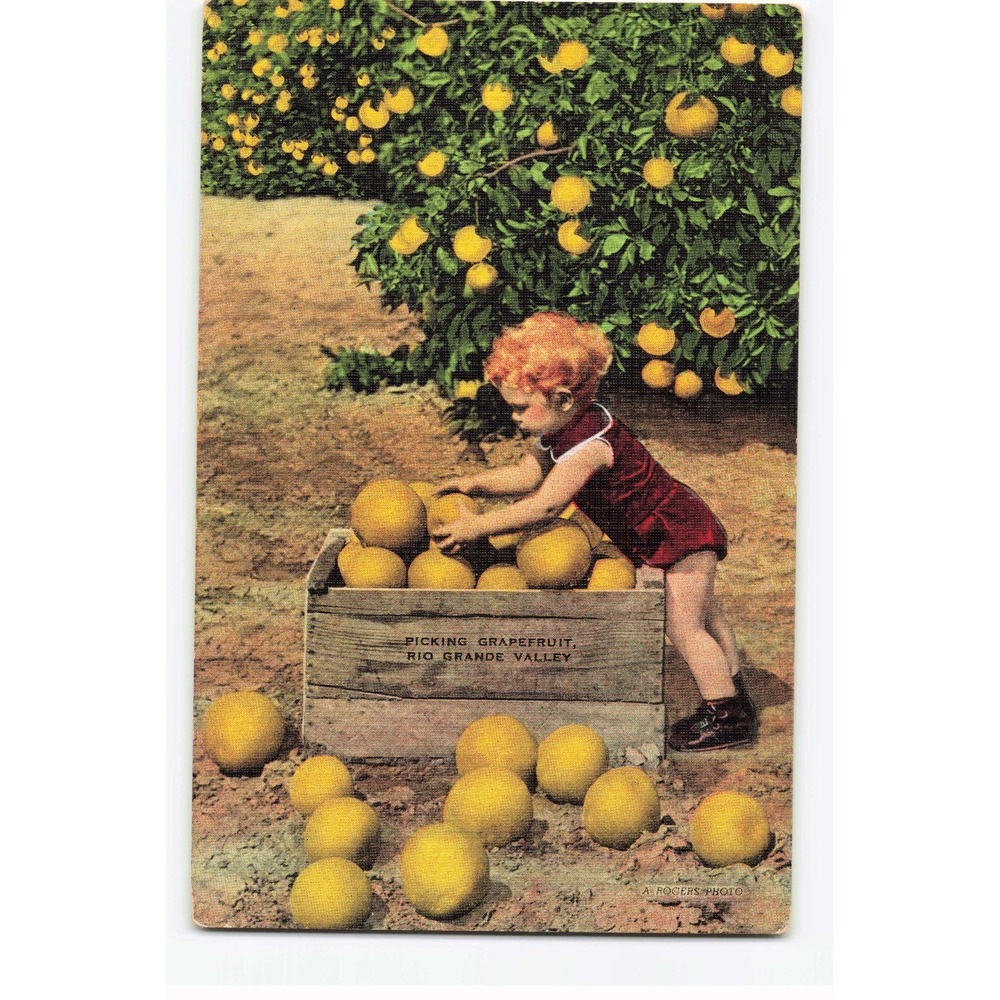 Vintage Linen Postcard Picking Grapefruit Rio Grande Valley Texas A Rogers Photo